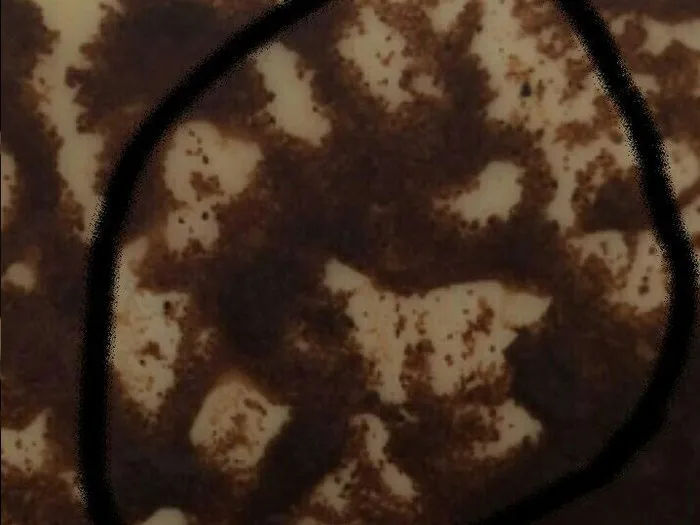 Запись на прием к ясновидящей Анне в Ярцево